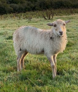 name this lamb